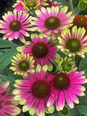 Sweet Sandia Coneflower Daisy Seeds - 200+ Pack - Echinacea purpurea - Garden Seeds - USA Grown - Free Shipping
