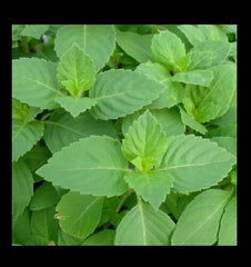 Tulsi Holy Basil Seeds - 1,600 Heirloom Culinary Seeds, Fresh Sacred Herb for Gardening, Ocimum sanctum