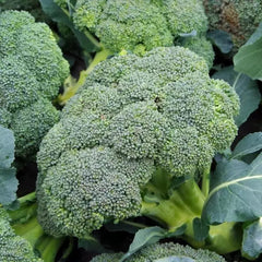 Broccoli Seeds 25+ Heirloom Organic Non-GMO Waltham 29 - Fresh Gardening Seeds for Home Planting