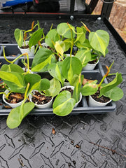 Brazilian Pothos Plant - Variegated Cordatum - Hederaceum Brasil - Live Rooted Indoor Plant