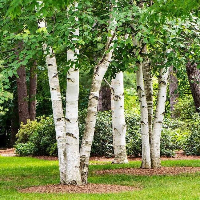 Paper Birch Seeds | Betula papyrifera | Organic Tree Seeds for Planting | Native North American Variety