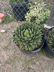 Agave Victoria-Regina "Compacta" - 3" D Markings - Bear Root Plant - Perfect for Indoor & Outdoor Gardening