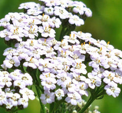 White Yarrow Seeds 2000+ Perennial Herb Flower Achillea millefolium for Garden Pollinators Bees