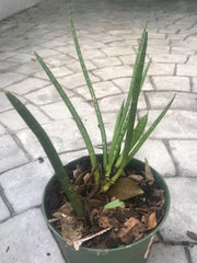 Sansevieria Cylindrica ‘Boncel’ Starfish Snake Plant 5" Wide 6" Tall Green Indoor/Outdoor Air-Purifying Drought-Resistant