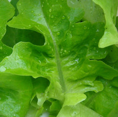 1000 Lettuce Seeds - Oak Leaf Green Variety for Salads - Lactuca sativa - GroCo USA - Buy 15 - Ships Free