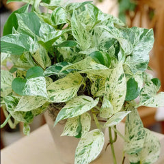 Pothos Ivy Cuttings Combo 6 - 2 Marble Queen, 2 Brazil, 2 N'Joy - Indoor Houseplant for Easy Care (Epipremnum aureum)