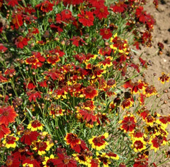 Coreopsis Seeds - 1000 Semi-Dwarf Red Heirloom for Pollinators & Bees - Non-GMO (Coreopsis tinctoria)