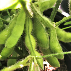 Midori Giant Edamame Soybean Seeds - Asian Vegetable Seeds - Non-GMO, USA Grown - Glycine max