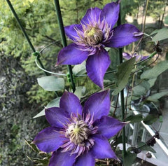 Purple Clematis Seeds - 39Pcs Perennial Flowering Vine - Large Blooms - Clematis spp.