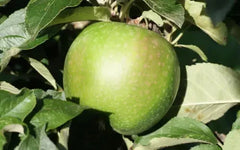 Granny Smith Apple Seeds - 25+ Heirloom Seeds for Garden Planting - Malus domestica - USA Grown, Free Shipping