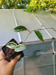 Hoya Krimson Queen Plant - Rooted - Variegated Green & White Foliage - Hoya carnosa 'Krimson Queen'