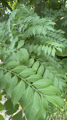 Hog Plum Cuttings 3 Fresh Unrooted Ciruela Jocote Spondias mombin Yellow
