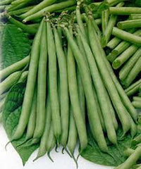 Slenderette Bush Bean Seeds, 20+ Non-GMO Seeds, Great Tasting Variety, Phaseolus vulgaris