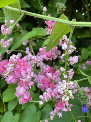 Mexican Creeper Vine Plant for Pollinators, Pink Flowers, Privacy Cover Plant, Antigonon leptopus