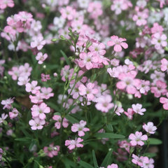 325 Seeds Baby's Breath Pink Annual Flower, Gypsophila elegans, USA Grown - Buy 15, Ships Free