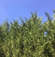 Leyland Cypress Tree Cuttings 60-Pack Fast Growing Evergreen Cupressus × leylandii