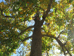 Sycamore Tree 18+ Inches Bare Root Live Plant Platanus occidentalis