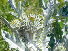 Silver Thistle Seeds - 200+ Pack for Garden Planting - USA Native Plant - Cirsium arvense