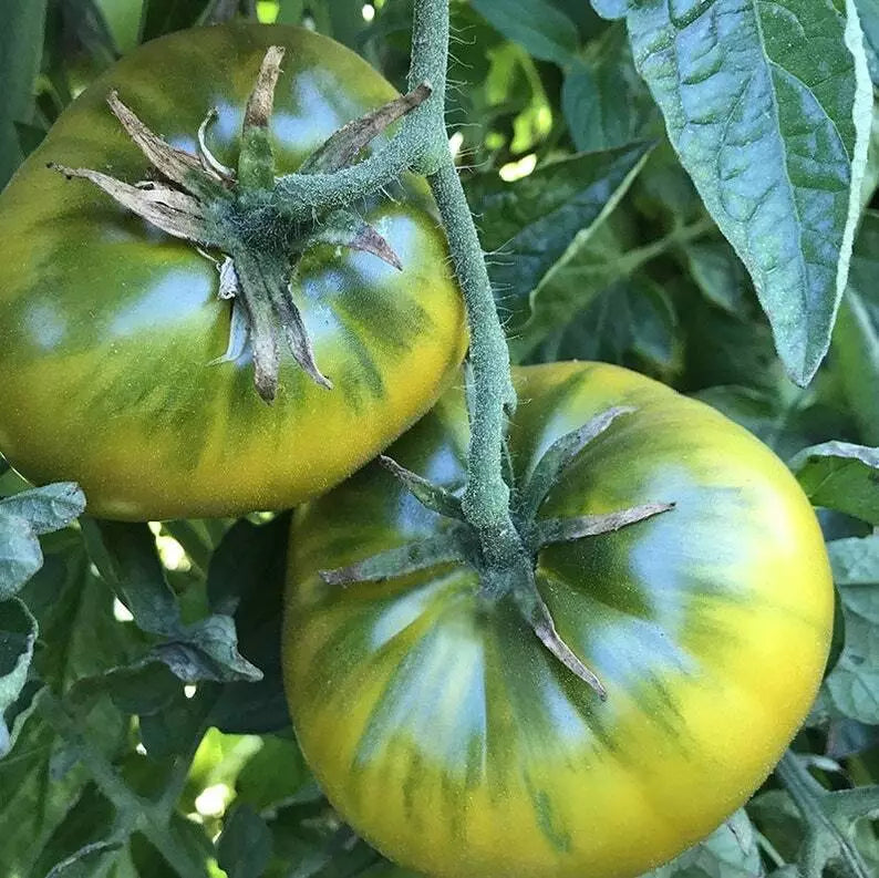 Green Cherokee Tomato Seeds 50 Ct Heirloom Non-GMO Vegetable Indeterminate Solanum lycopersicum