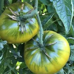 Green Cherokee Tomato Seeds 50 Ct Heirloom Non-GMO Vegetable Indeterminate Solanum lycopersicum