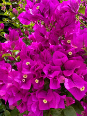 Bougainvillea Cuttings, Fuchsia, 4 Pieces for Planting, Bougainvillea glabra