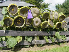 Mongolian Giant Sunflower Seeds | 10 Seeds | Planting Variety | Helianthus annuus | Ships from Iowa USA