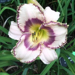 Beth Herr Daylily - 3 Bare Root Plants, Already Sprouting - Hemerocallis 'Beth Herr'