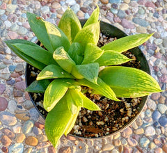 Haworthia Turgida Var. Longibracteata - 5" Potted Plant with Transparent Tips - Rare Succulent