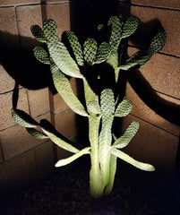 Consolea Rubescens Road Kill Cactus Live Pad Cutting (1) – Unique Succulent Plant for Home or Garden Decor
