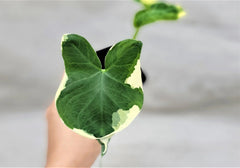 Alocasia Mickey Mouse Plant | 3" Rare Variegated Elephant Ear | Indoor Live Plant | Alocasia sanderiana