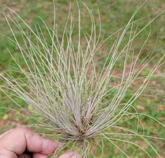 Tillandsia Bartramii Air Plant Clump - Purple Hue Bromeliad