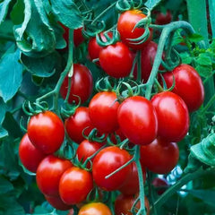Small Red Cherry Tomato Seeds - 50 Non-GMO Heirloom Seeds - USA Seller - Perfect for Home Gardening