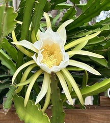 Dragon Fruit Cuttings 8-10 Inch Long, Fresh Pitaya Cuttings for Planting, Hylocereus spp.