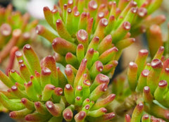 CRASSULA OVATA 'GOLLUM' - 2" Jade Cutting - Succulent Plant, Gollum Variety, Indoor Houseplant