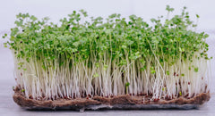 Broccoli Microgreen Seeds | 9,000+ Non-GMO Bulk Seeds | Fresh Garden Variety | Brassica oleracea