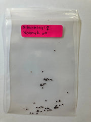 Seeds - S. Buckleyi x Vohnyk Hybrid - Rare and Unique Plant Variety - Great for Garden Enthusiasts