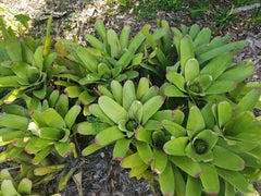 Bromeliad Plant 3.5" Pot Neoregelia cruenta Beach Bloody Florida Grown Live Plant