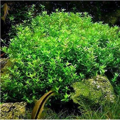 Pearlweed Stems (20+) - Easy Live Aquatic Plant for Freshwater Aquariums, Hemianthus Micranthemoides