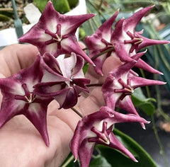 Hoya Kaimuki Plant in 3.5" Pot - Fully Rooted, Healthy Hoya (Hoya kerrii)