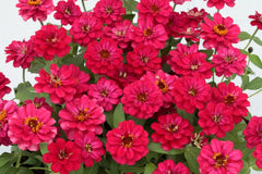 Profusion Double Hot Cherry Zinnia Seeds - 100+ Pack - Zinnia elegans - USA Grown, Free Shipping
