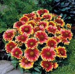 Gaillardia Seeds, 100 Count, Arizona Sun Variety, Bright Large Cut Flower, Gaillardia pulchella