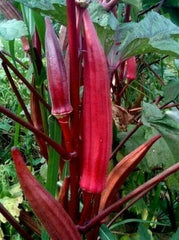 Red Burgundy Okra Seeds - 30+ Seeds - Summer Vegetable Garden Culinary - Abelmoschus esculentus