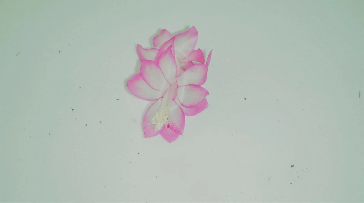 Christmas Cactus Starter Plant - Pink Pearl - Schlumbergera Truncata - Healthy Well-Rooted Houseplant