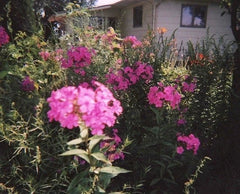 Tall Pink Phlox Plants - 5 Beautiful Clusters for Butterflies - Phlox paniculata