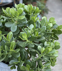 Jade Plant - 1 Rooted Plant from 1 Gallon Pot - Crassula ovata - Succulent, Easy Care Indoor Houseplant