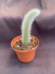 Monkey Tail Cactus Plant - 3" Pot - Cleistocactus colademononis - Unique, Spiky Green Succulent for Home Decor