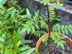 Sansho Japanese Pepper Tree Cuttings 4 Pack - Zanthoxylum piperitum Fresh Propagation USDA 6-9