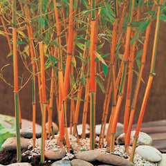 Red Fountain Bamboo Seeds - 50 Climbing Garden Seeds for Privacy & Shade - Perfect for Landscaping (Phyllostachys aurea)