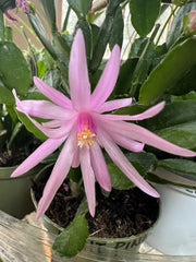 Easter Cactus 1 Rooted Spring Sunrise Light Pink Rhipsalidopsis Hatiora Cactus Plant