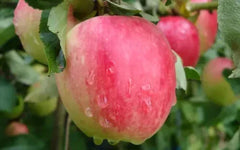 Katy Apple Seeds - 25+ Organic Seeds for Garden Planting - Malus domestica - USA